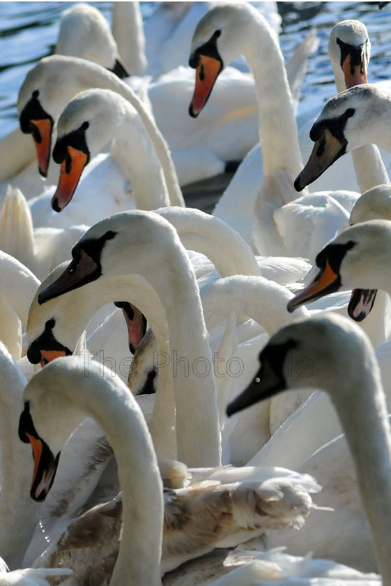 swans on the thames, windsor (2)