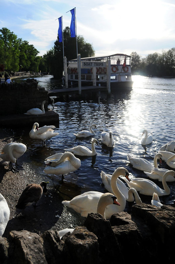 swans on the thames, windsor